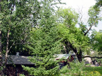 Abies balsamea