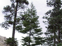 Abies concolor