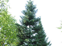 Abies lasiocarpa