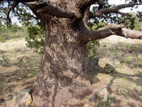 Juniperus deppeana