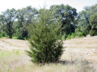 Juniperus virginiana