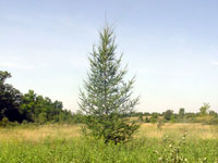 Larix laricina