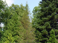 Larix lyallii