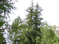 Picea abies