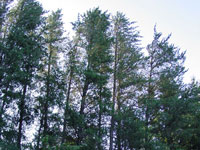Pinus banksiana