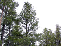 Pinus contorta
