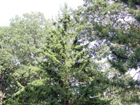 Picea glauca