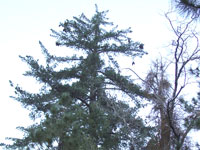 Pinus lambertiana