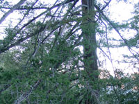 Pseudotsuga macrocarpa