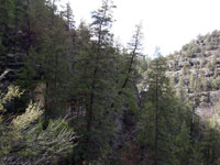 Pseudotsuga menziesii