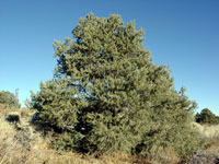 Pinus monophylla