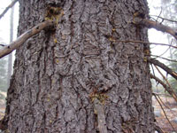 Pinus monticola