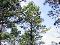 Pinus ponderosa