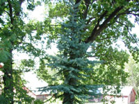 Picea pungens