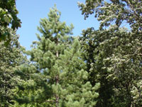 Pinus resinosa