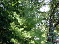 Pinus strobus