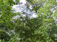 Tsuga canadensis