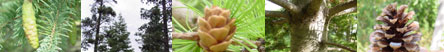 Conifer Pictures
