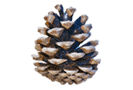 Conifers