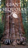Giant Sequoias